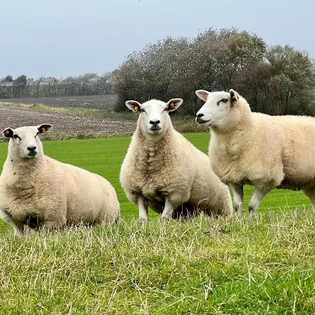 Reetkate Kaltenhoern Tetenbull
